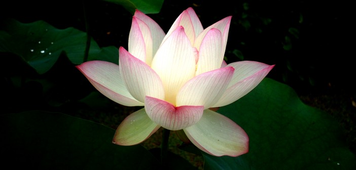 white-lotus-1552510
