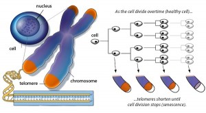 telomerase transcendental
